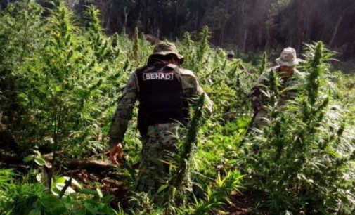 Decomisan plantación de marihuana en Morombí