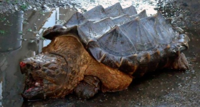 Aparición de una ?tortuga dinosaurio? asombra a toda Rusia