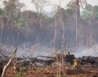 ?En Paraguay se deforesta entre mil a dos mil hectáreas de bosques por día?