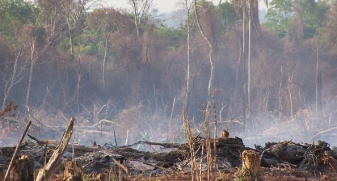 ?En Paraguay se deforesta entre mil a dos mil hectáreas de bosques por día?