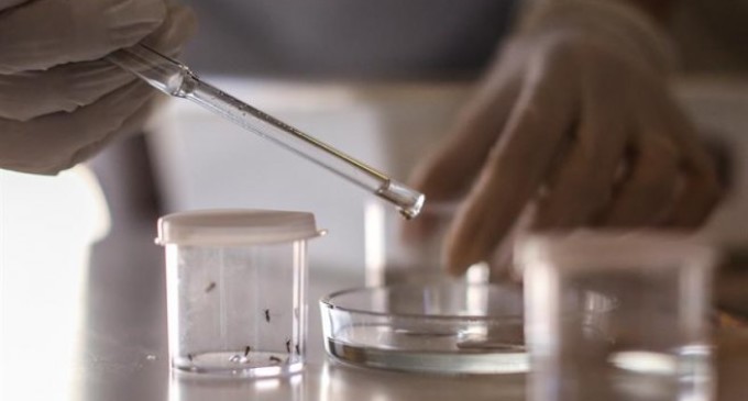 Un anciano de 94 años, primera víctima de la epidemia de dengue en Argentina