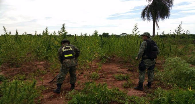 Destruyen 7 hectáreas de marihuana en etapa de cosecha