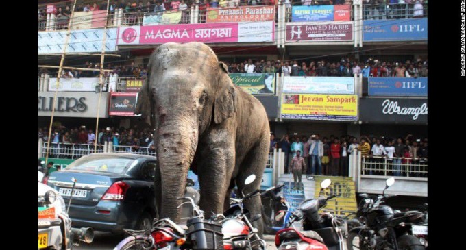 Un elefante causa conmoción en la India