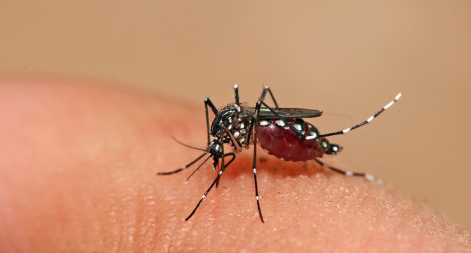 La OPS destinará 8,5 millones de dólares en ayuda a los países afectados por el zika