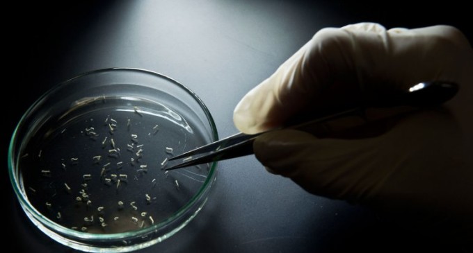 Un mosquito modificado genéticamente será utilizado para prevenir el zika