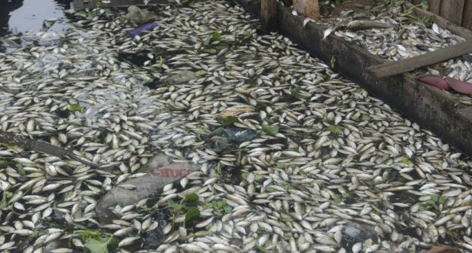 Miles de peces yacen muertos en la ribera del río Paraguay