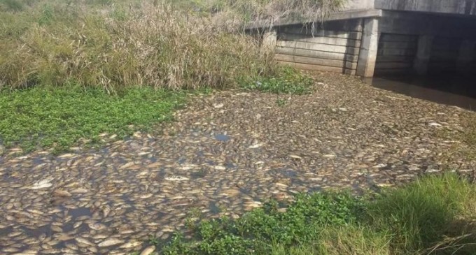 Imputan a gerente de azucarera paraguaya por contaminación del Río Tebicuarymi