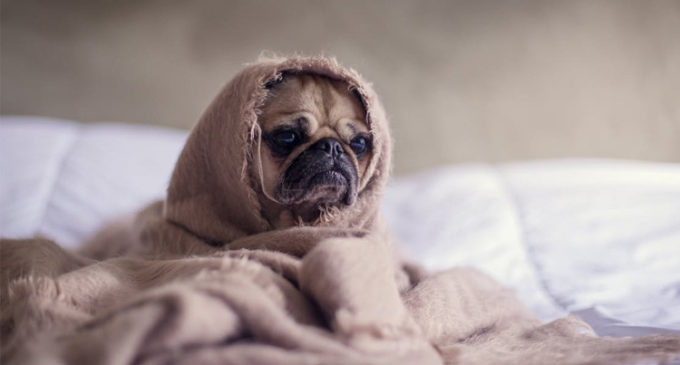 Un estudio revela que los perros prefieren escuchar reggae y rock suave
