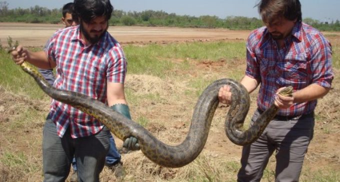 Zoológico de Asunción libera animales silvestres