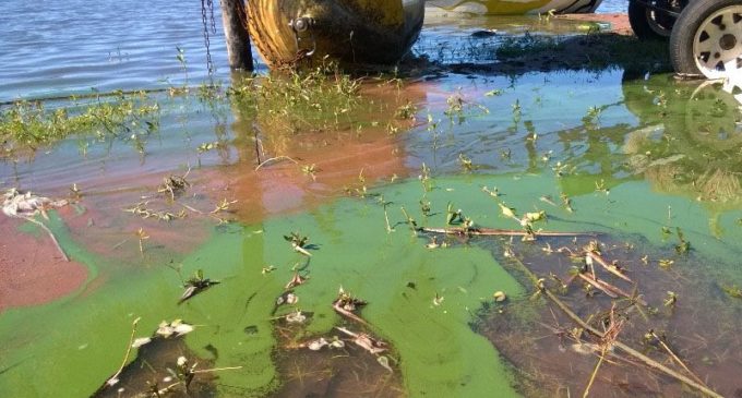 Confirman bloom de cianobacterias en el Lago Ypakarai