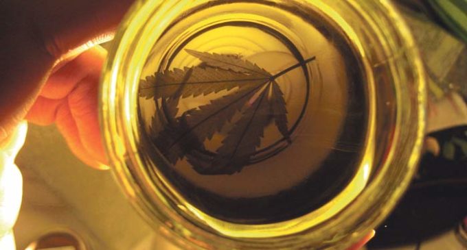 Elogian beneficios del aceite de cannabis y piden legalización en Paraguay