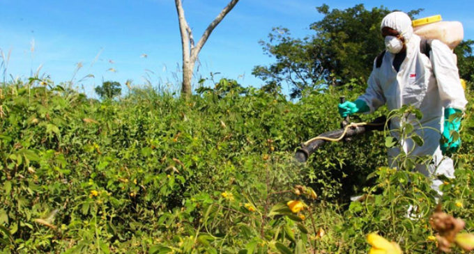 SENAVE trabaja para que langostas no se trasladen a áreas productivas del Chaco
