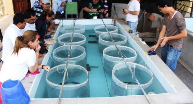 Importante crecimiento de la piscicultura en nuestro país