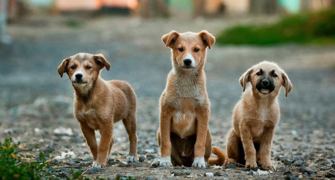 Taiwán prohíbe el consumo de carne de perros y gatos