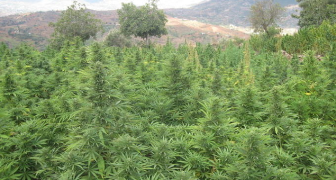 Congreso de México aprueba el uso medicinal de la marihuana