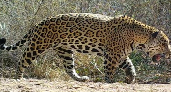 SEAM trabajará en proteger a animales amenazados