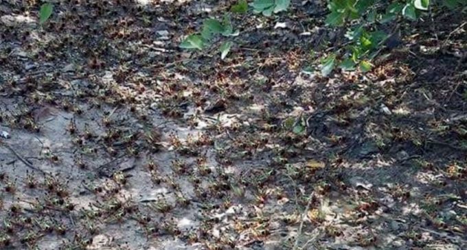 Boquerón prepara planes junto con SENAVE para acabar con invasión de langostas