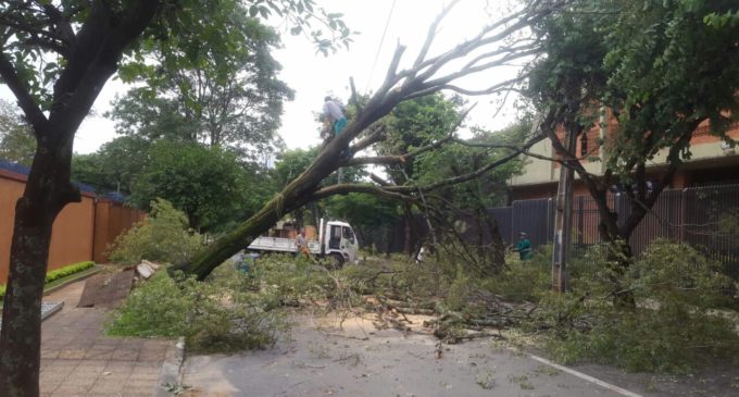 Municipalidad informa de árboles caídos en varios puntos de Asunción