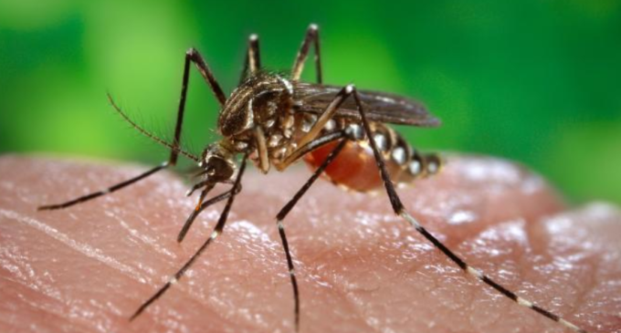 Este no es un año epidémico para el Dengue