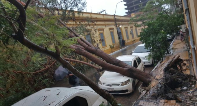 Bomberos afirman que despejarán tramos de árboles caídos