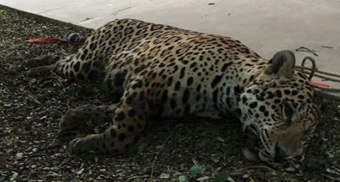 SEAM anuncia investigación y castigo penal contra asesinos de yaguareté