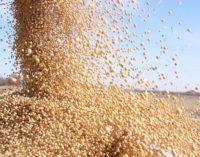 Sojeros reafirman rechazo a aumento al impuesto al grano