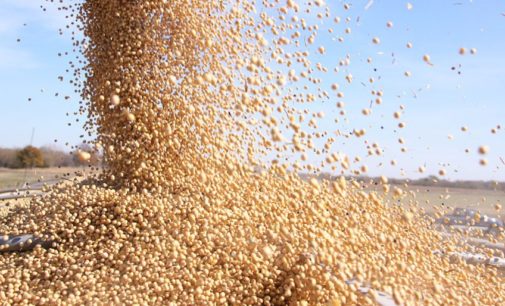 Sojeros reafirman rechazo a aumento al impuesto al grano