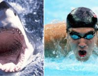 ¡Duelo entre “tiburones”!: Michael Phelps competirá contra un escualo
