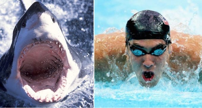 ¡Duelo entre “tiburones”!: Michael Phelps competirá contra un escualo