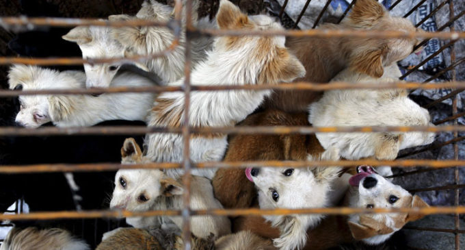 Activistas rescatan a 1.300 animales destinados al festival de la carne de perro en China