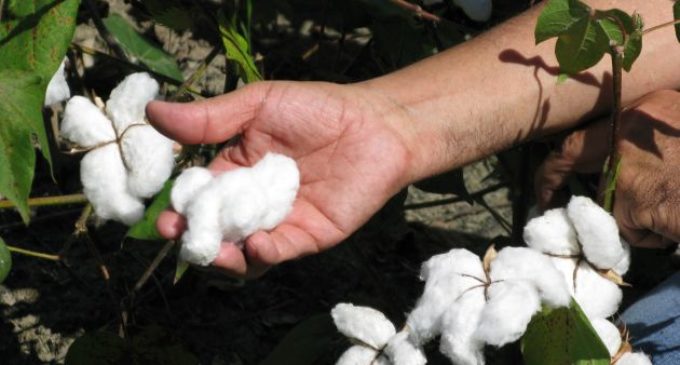 Prometieron semillas gratis a productores pero luego exigieron el pago de las mismas