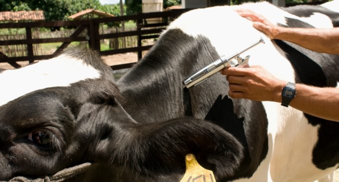 Emergencia sanitaria en Colombia por fiebre aftosa