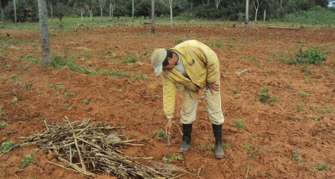 Concepción: Gobernación declara emergencia agrícola tras fuertes heladas