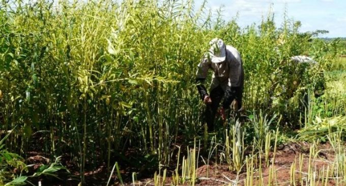 15.000 pequeños productores exportarán sésamo a Japón