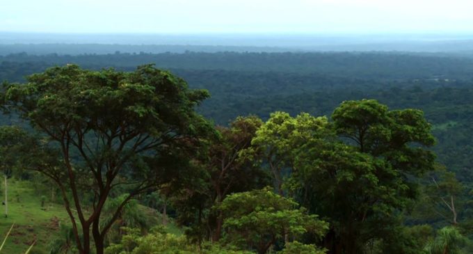 Inicia campaña de reforestación