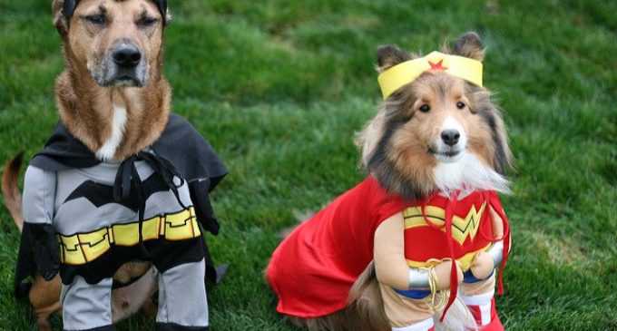 Así es como tus acciones provocan estrés en los perros