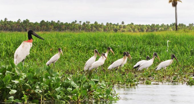 ¿Sabías que el Pantanal Paraguayo es unos de los humedales de agua dulce más grande del mundo?