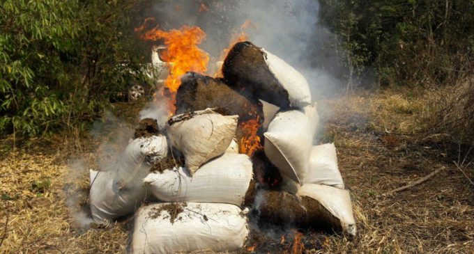 SENAD sacó de circulación más de 13 toneladas de marihuana en Capitán Bado