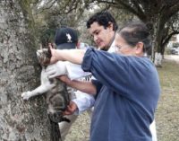 Misiones: Vacunan a más de 2 mil animales contra la rabia