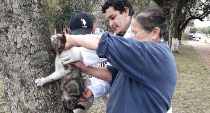 Misiones: Vacunan a más de 2 mil animales contra la rabia