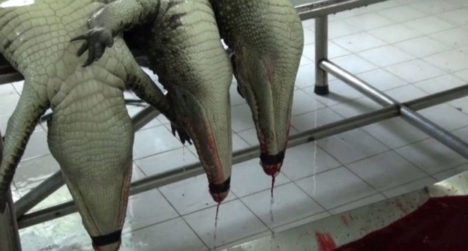 Así es como asesinan cocodrilos “en el nombre de la moda” para convertirlos en artículos de lujo