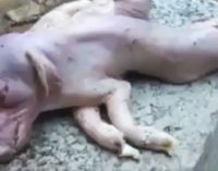 Un cerdo mutante con ocho patas y dos cuerpos nace en una granja china (FOTO, VIDEO)