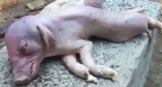 Un cerdo mutante con ocho patas y dos cuerpos nace en una granja china (FOTO, VIDEO)