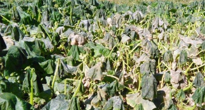 Seguro agrícola beneficiaría a casi 30.000 productores