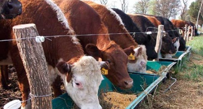 Empresarios bolivianos desean conocer manejo de ganadería paraguaya