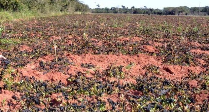 Diputados aprueban declaración de emergencia para agricultura familiar