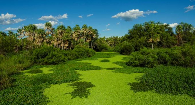 Presentarán proyecto para declarar al Pantanal paraguayo como Patrimonio de la UNESCO