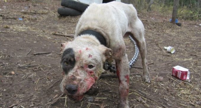 Todo aquel que maltrate o mate a un animal se expondrá a penas carcelarias