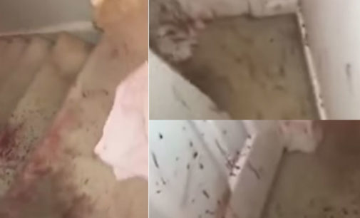 “Sangre por todos los lados”: la escena de terror que halló una familia al entrar en su casa