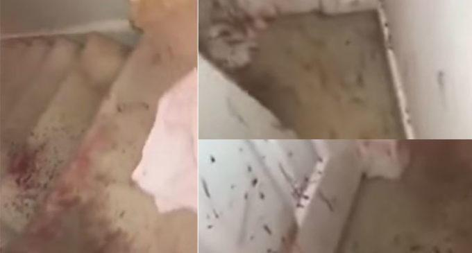 “Sangre por todos los lados”: la escena de terror que halló una familia al entrar en su casa
